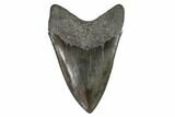 Serrated, Fossil Megalodon Tooth - Georgia #104984-2